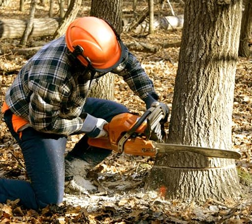 Tree Removal in Bishop, TX
